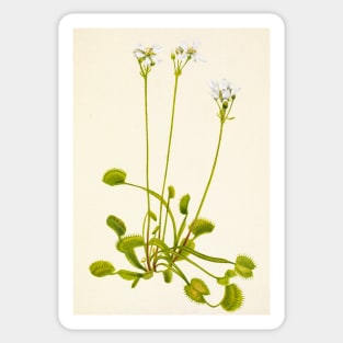 Venus flytrap - Botanical Illustration Sticker